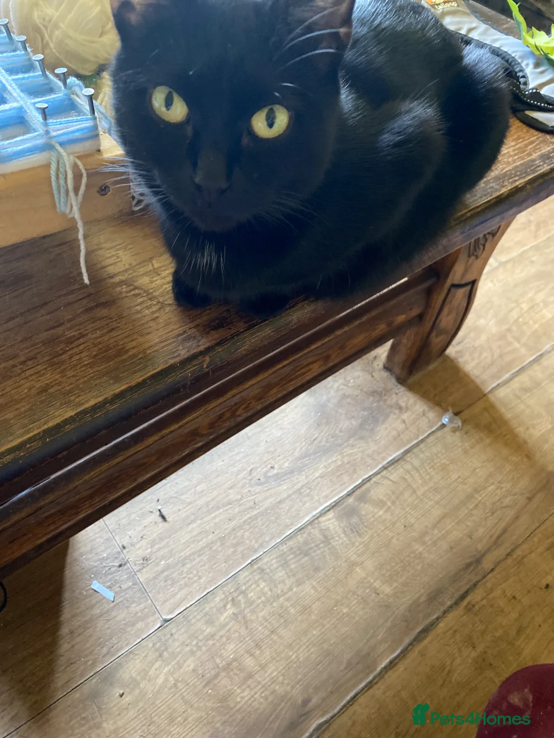 Mixed Breed cats for sale: Female kittens  in Spalding - Advert 1