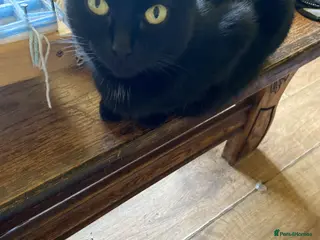 Mixed Breed cats Female kittens - Advert 8