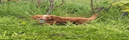 Cavapoo dogs for sale: Toy Cavapoo Puppies - Advert 7