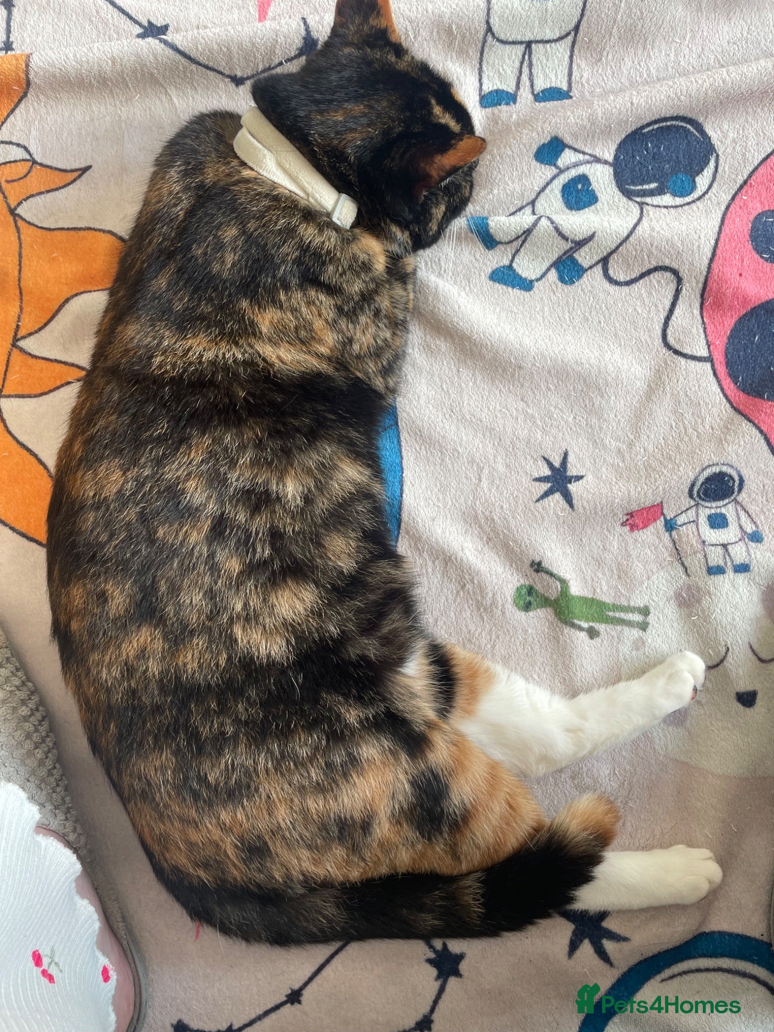 Domestic Shorthair cats Kittens for sale - Advert 1