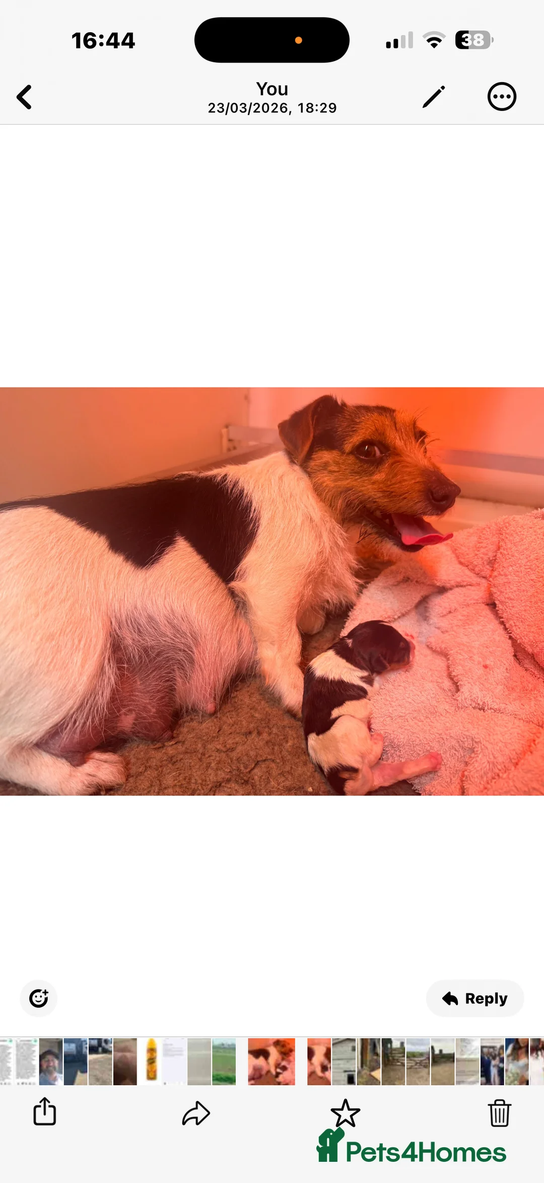 Jack Russell dogs for sale: Small Jack Russell pups  - Advert 7