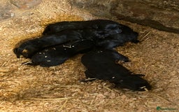 Borador dogs for sale: Perfect Collie x Lab Puppies! Perfect Family Pets - Image 11