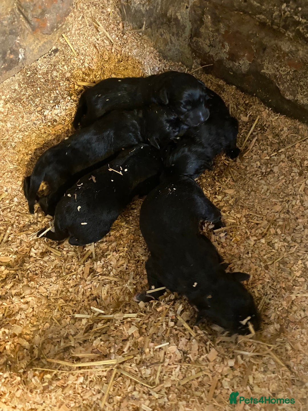 Borador dogs for sale: Perfect Collie x Lab Puppies! Perfect Family Pets - Image 11