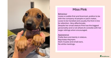 Rhodesian Ridgeback dogs in Scunthorpe - Advert 1