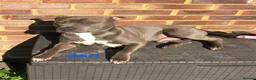 Staffordshire Bull Terrier dogs for sale: nova  - Advert 4