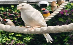 Canaries birds for sale: Various Canaries Available - Image 2