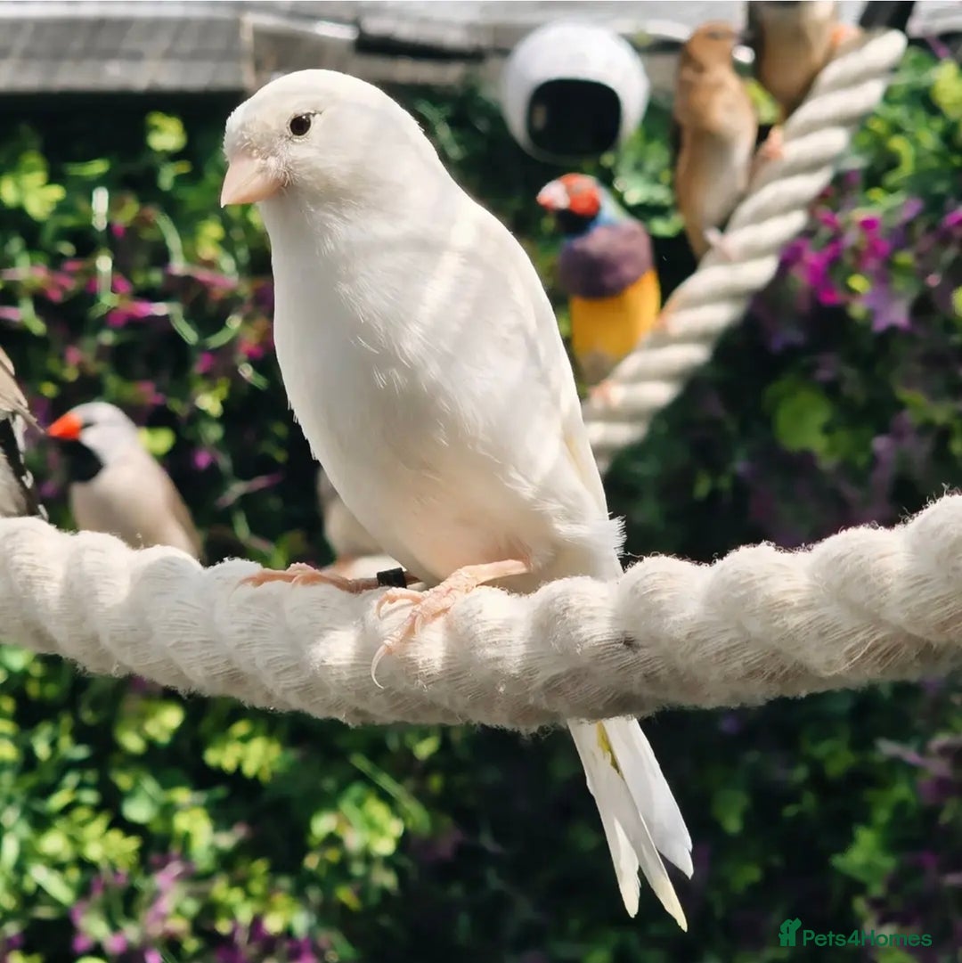 Canaries birds for sale: Various Canaries Available - Image 2