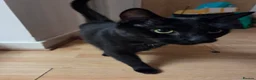Mixed Breed cats for sale: Midnight *FREE* - Advert 1