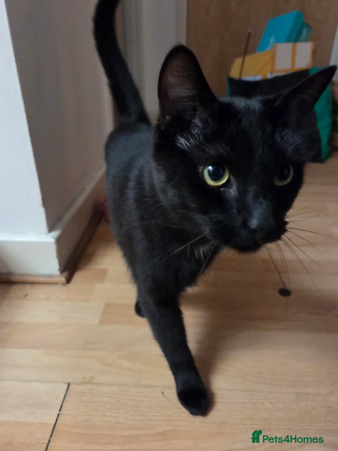 Mixed Breed cats for sale: Midnight *FREE* - Advert 1