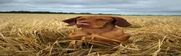 Hungarian Vizsla dogs for sale: Stunning litter of KC Hungarian Vizslas  - Advert 2