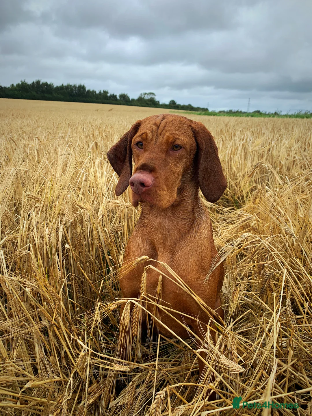 Hungarian Vizsla dogs for sale: Stunning litter of KC Hungarian Vizslas  - Advert 2