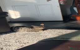 Mixed Breed cats for sale: 7 month old male cat  - Image 3