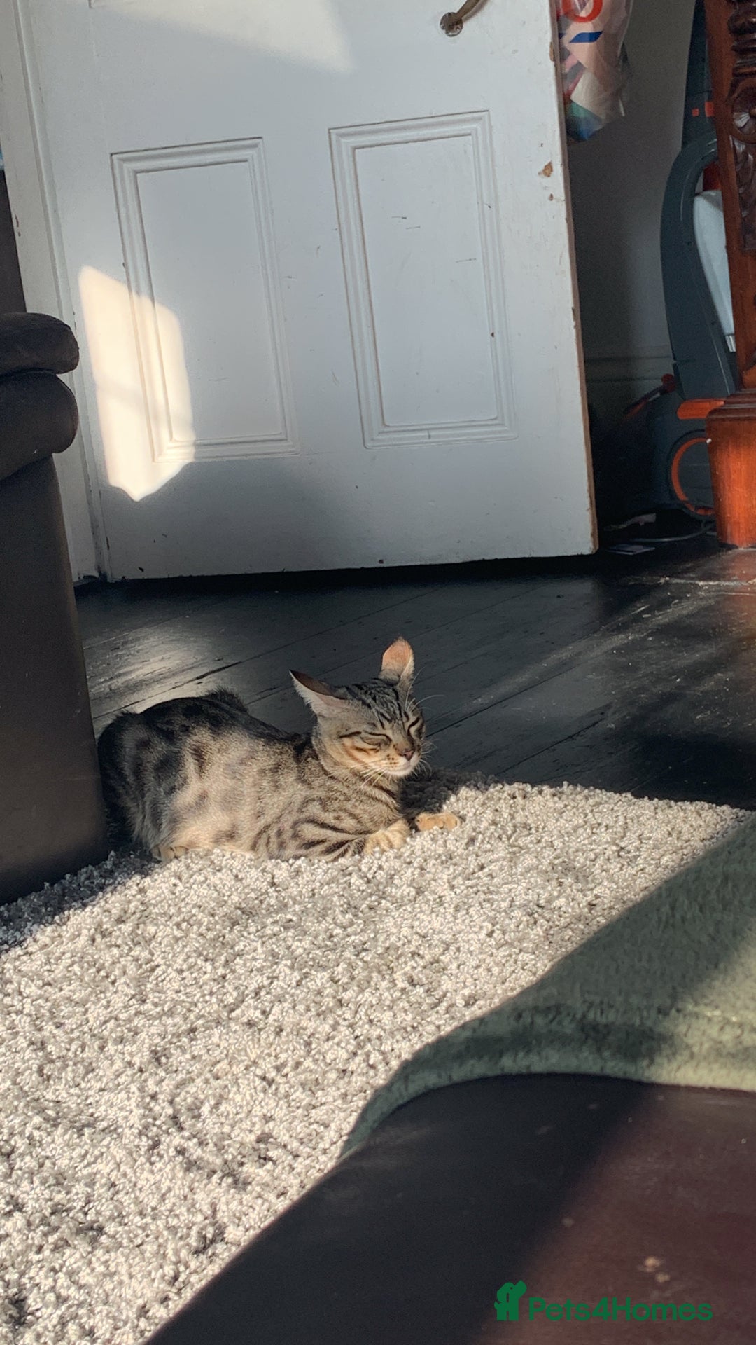 Mixed Breed cats for sale: 7 month old male cat  - Image 3