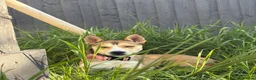 Mixed Breed dogs for sale: Lola 18 months old  in Runcorn - Advert 3