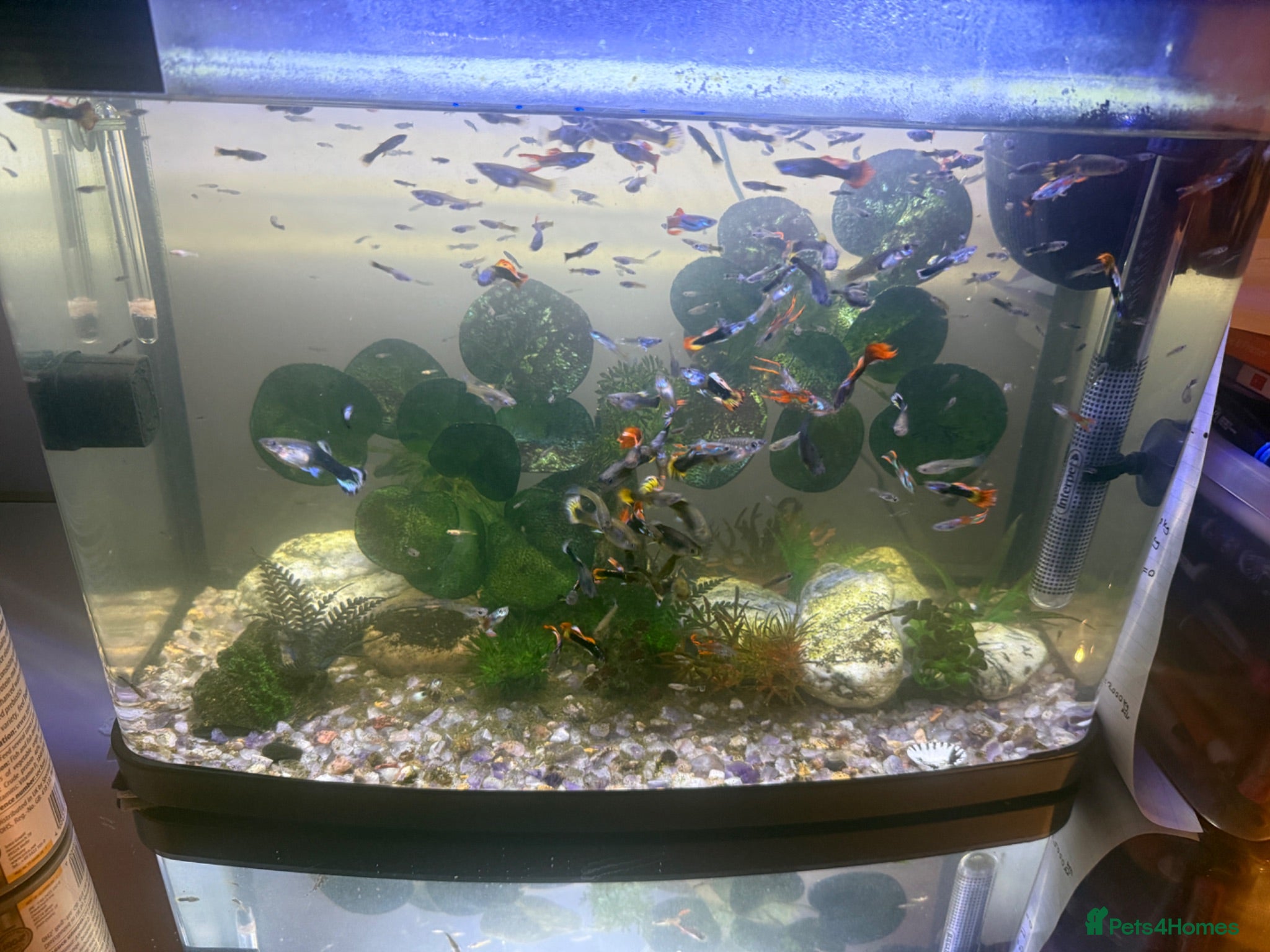 Tench fish Guppies  - Advert 1