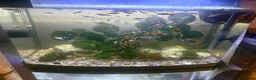 Tench fish for sale: Guppies  - Advert 1