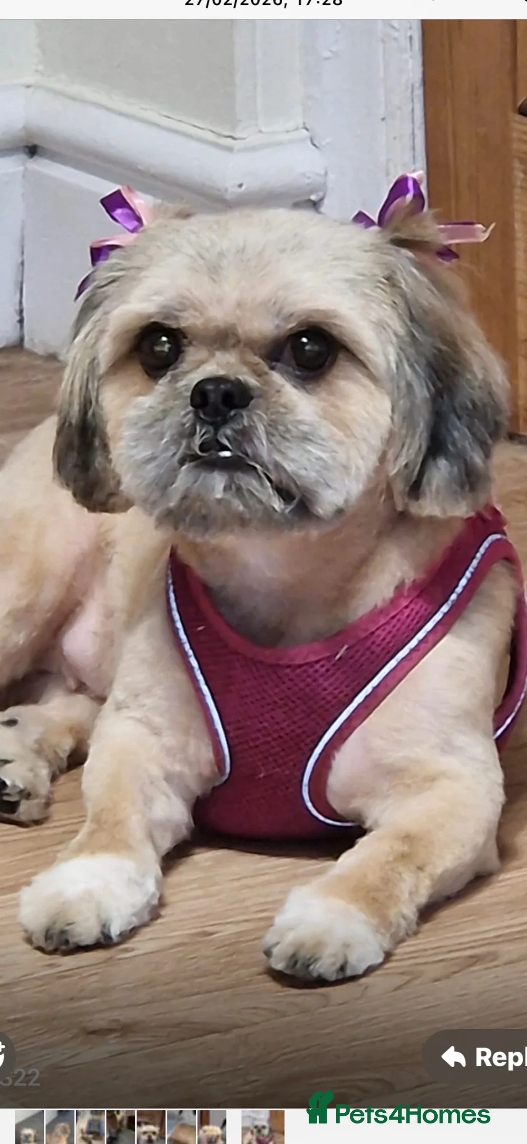 Shih Tzu dogs for sale: 3 year old female shihtzu  - Advert 1