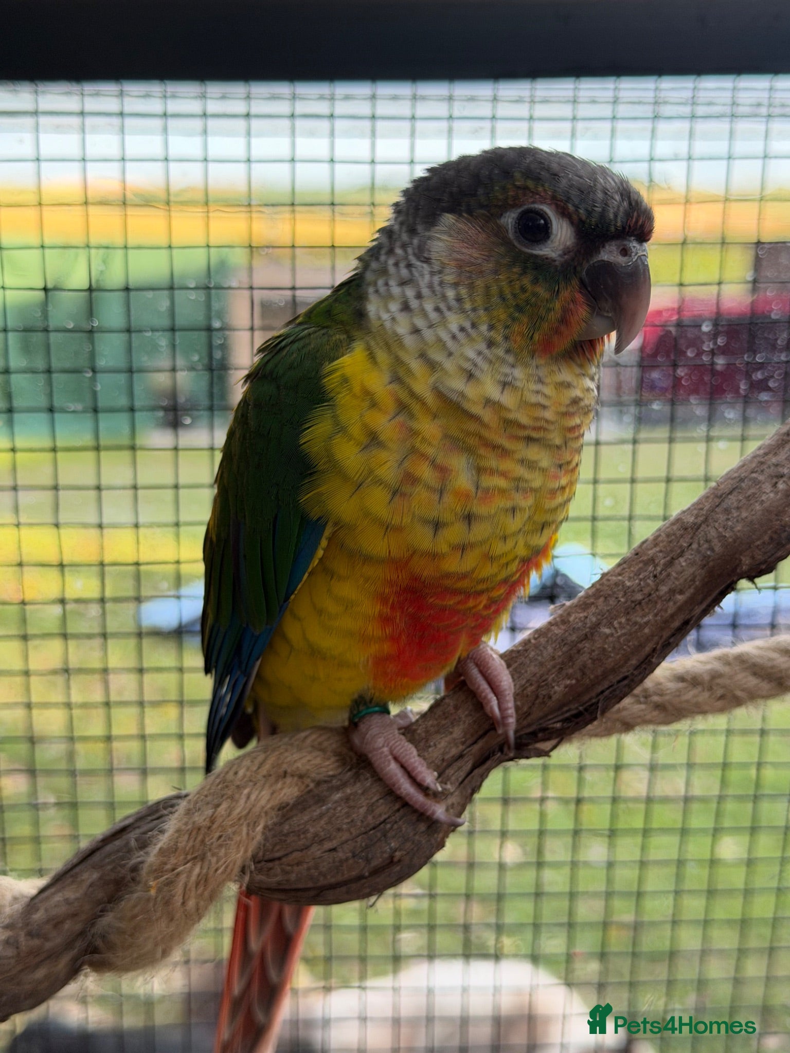 Conures birds Hand reared conures  - Advert 16
