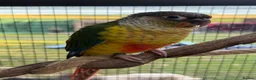 Conures birds for sale: Hand reared conures  - Advert 4