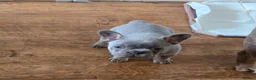 French Bulldog dogs for sale: 2 beautiful French bulldogs - Advert 7
