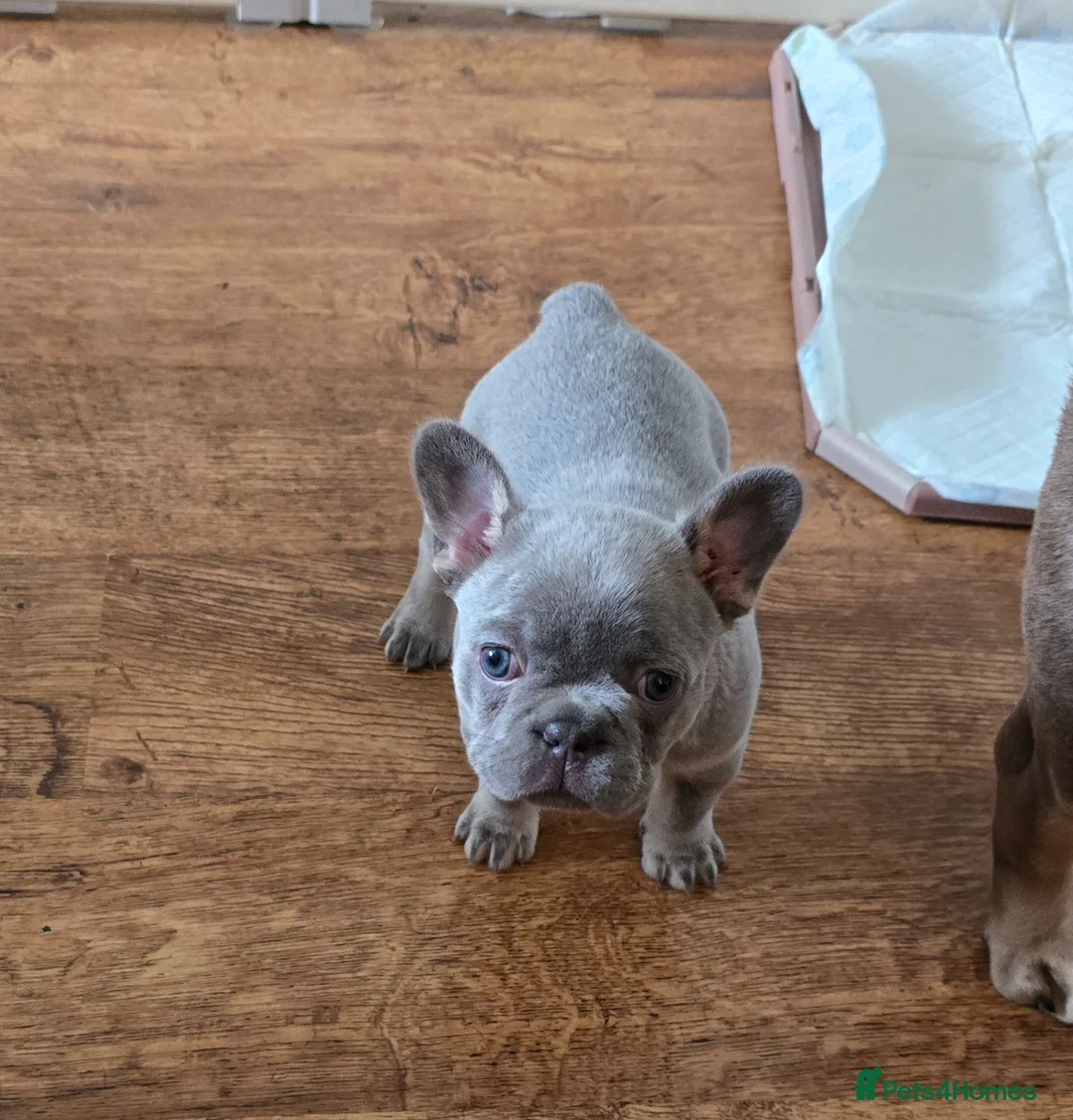 French Bulldog dogs for sale: 2 beautiful French bulldogs - Advert 7