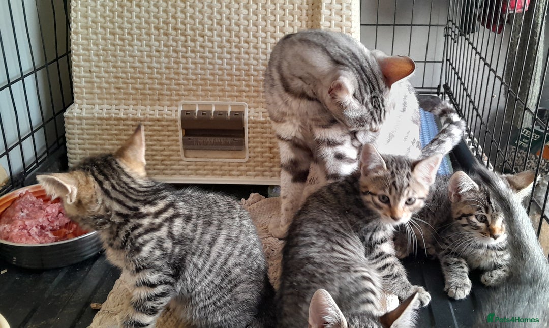 Bengal cats for sale: Bengal cross kittens - Image 5