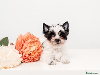 Biewer Terrier dogs Pure breed Biewer Terrier puppies 4 Generation - Advert 7