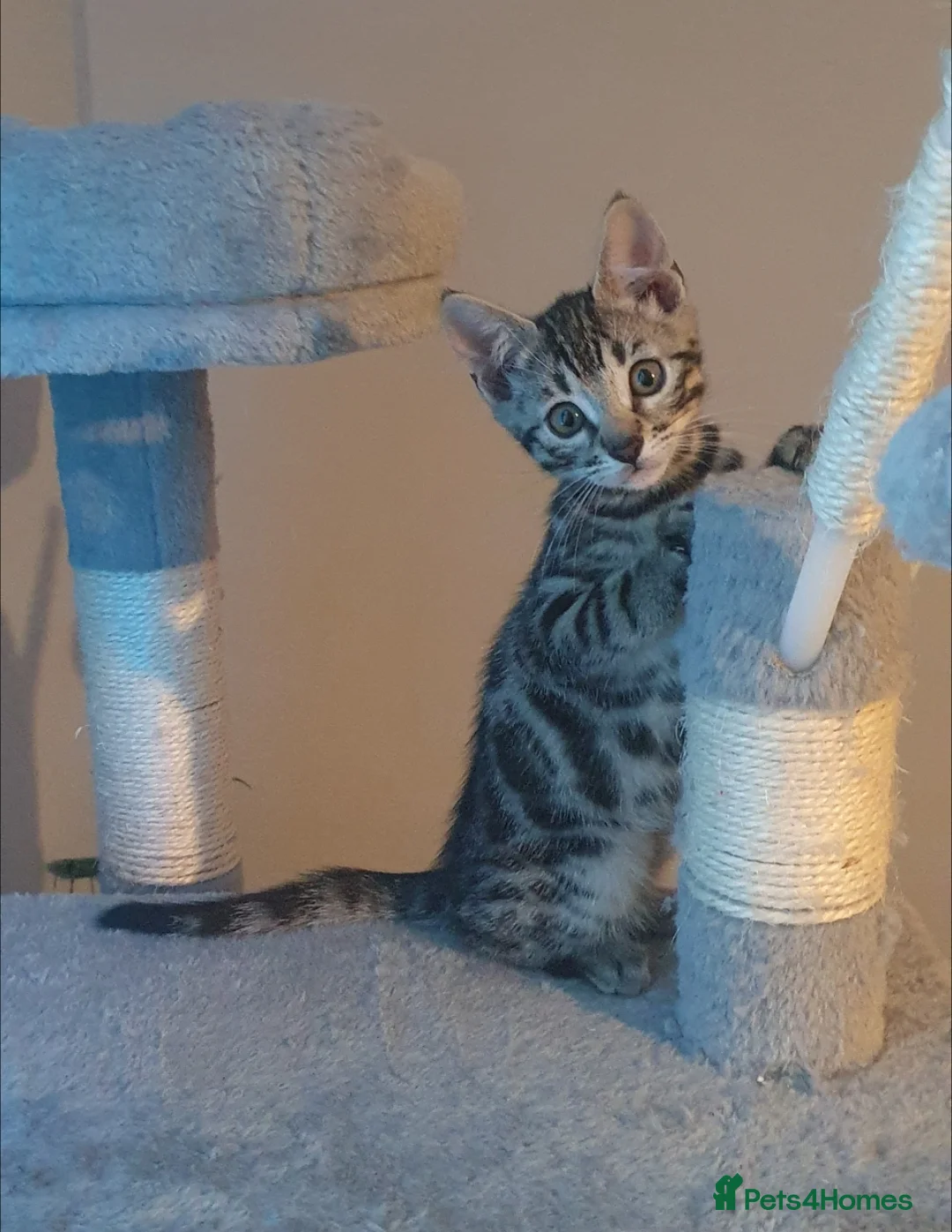 Bengal cats for sale: STUNNING BENGAL TABBY MIXED GIRL! - Advert 3