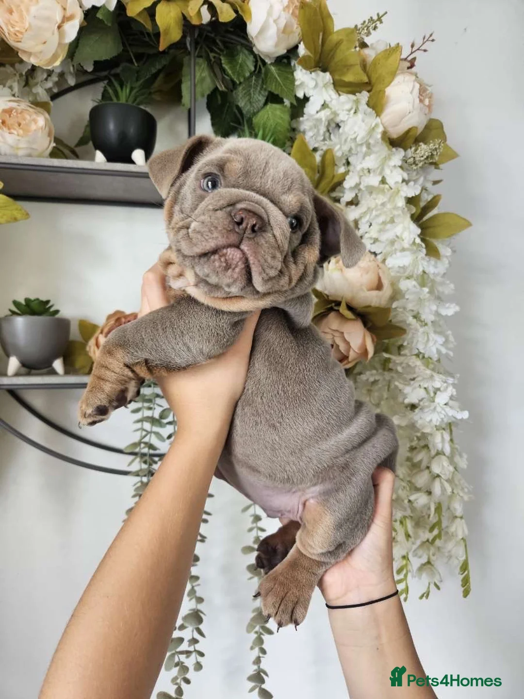 English Bulldog dogs for sale: Male English bulldog  - Advert 1