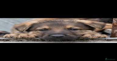 German Shepherd dogs - Advert 6
