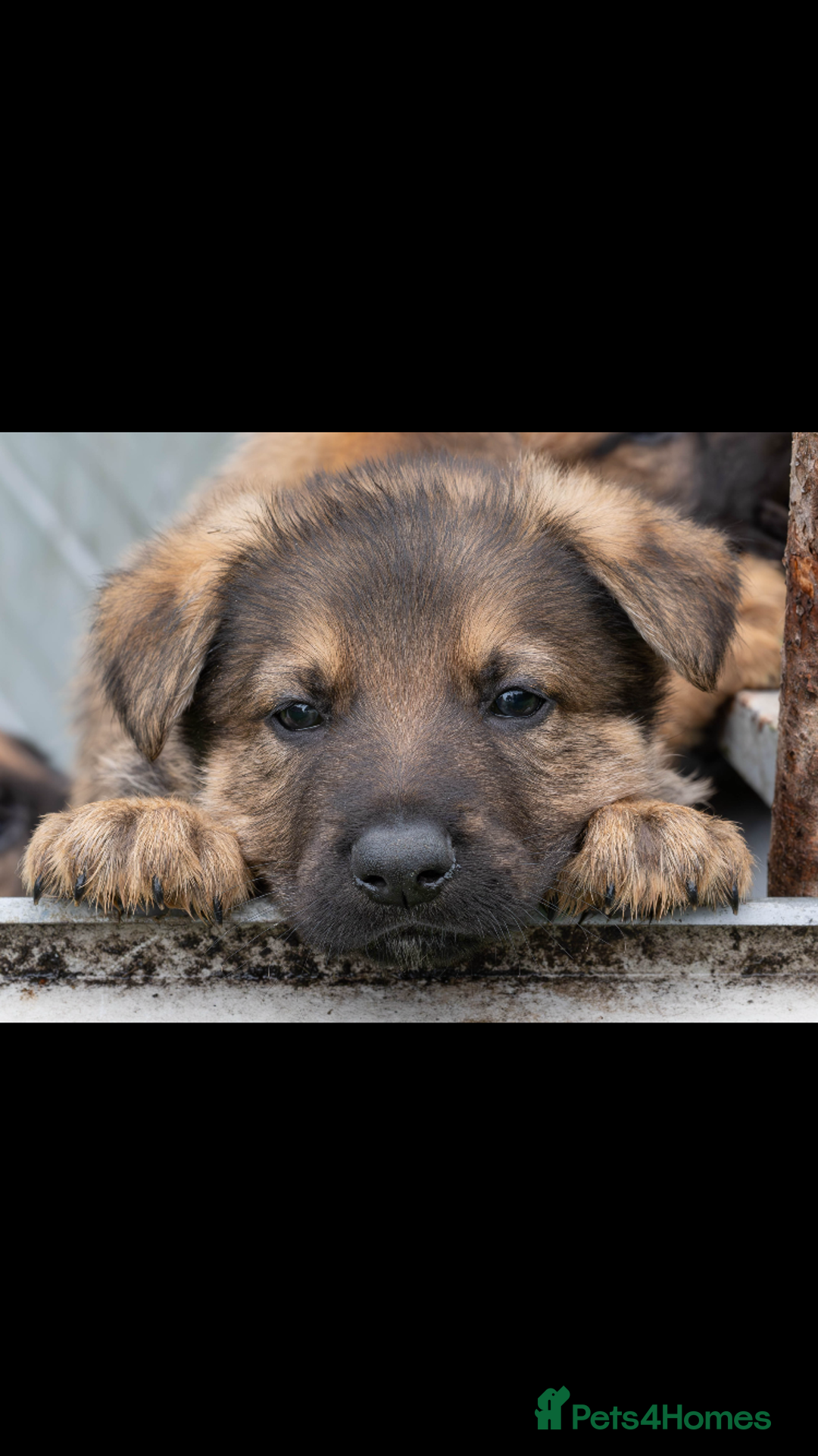 German Shepherd dogs for sale: German Shepherd puppy family guard dogs - Image 3