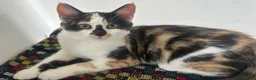 Mixed Breed cats for sale: *ONLY ONE LEFT* Happy, friendly litter of Kittens - Advert 3
