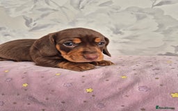 Dachshund dogs for sale: Miniature dachshund puppies PRA CLR - Image 27