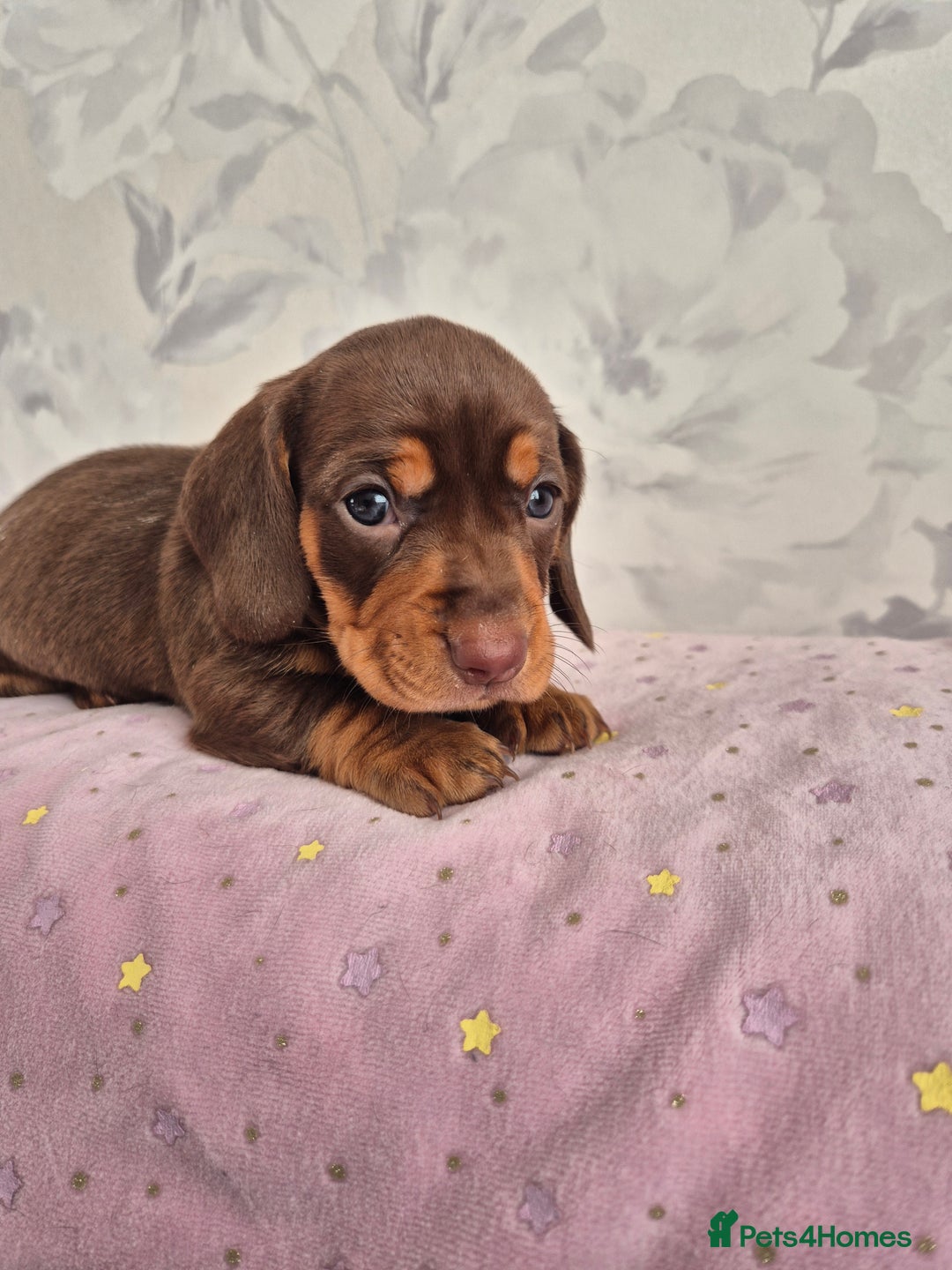 Dachshund dogs for sale: Miniature dachshund puppies PRA CLR - Image 27