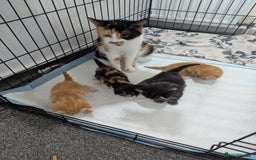 Mixed Breed cats for sale: Beautiful kittens - Image 9