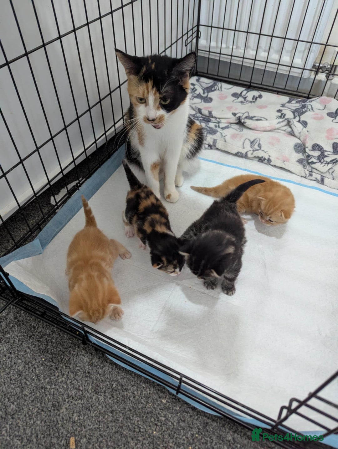 Mixed Breed cats for sale: Beautiful kittens - Image 9