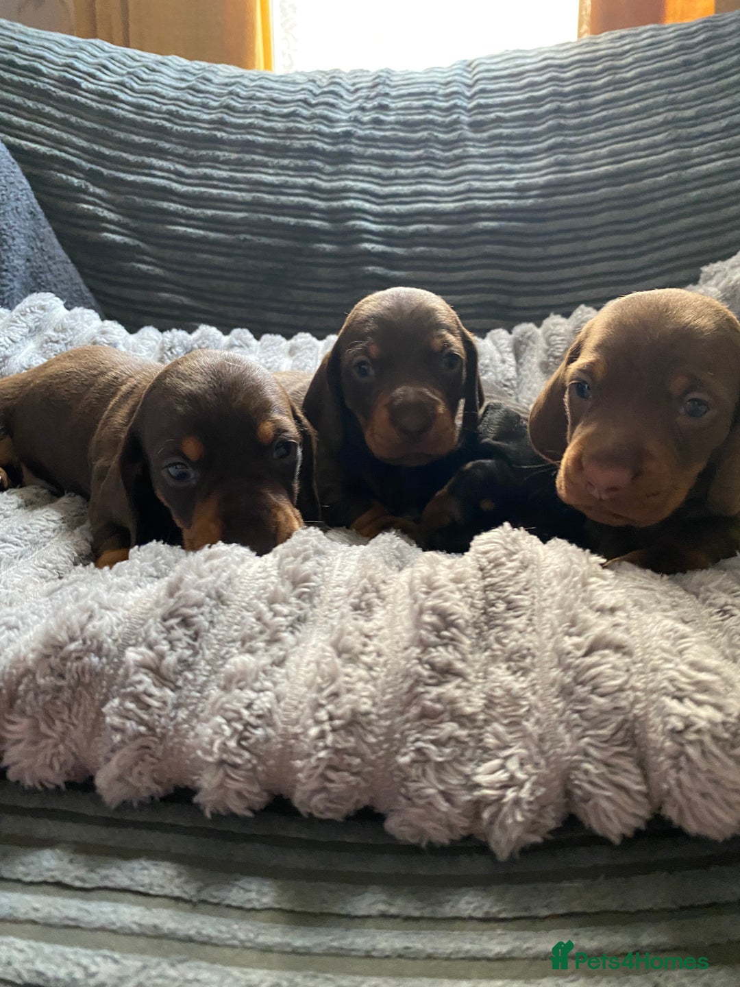 Dachshund dogs for sale: Dachshund puppy’s  - Image 12