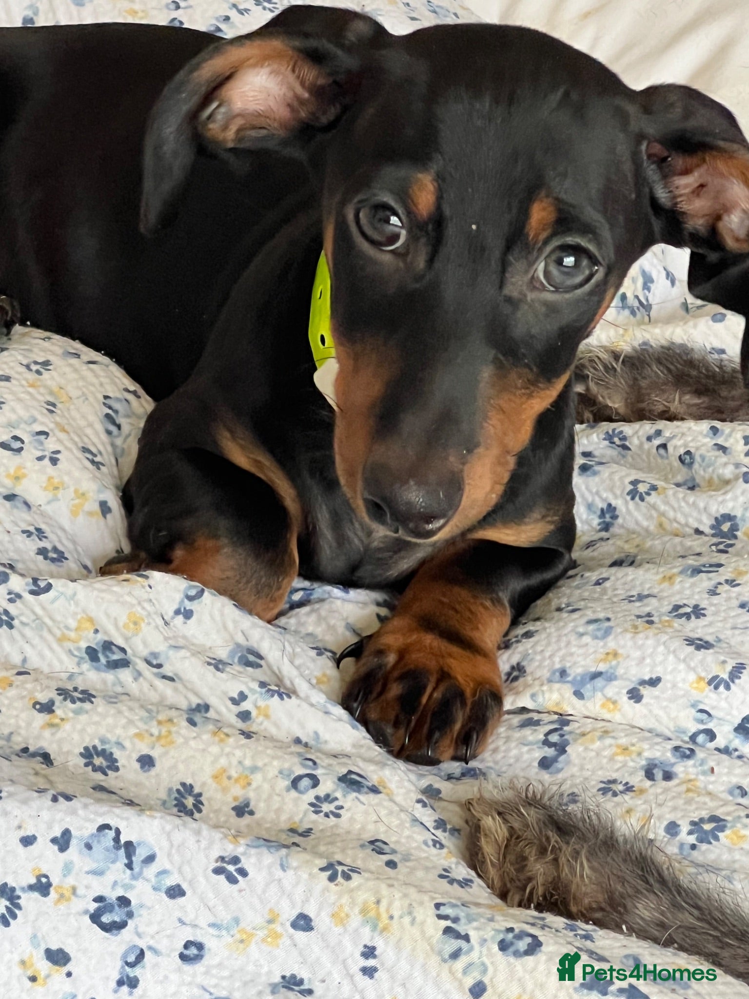 Dachshund dogs Home reared min Dachsund puppies - Advert 1