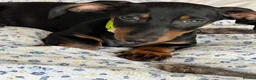 Dachshund dogs for sale: Home reared min Dachsund puppies - Advert 1