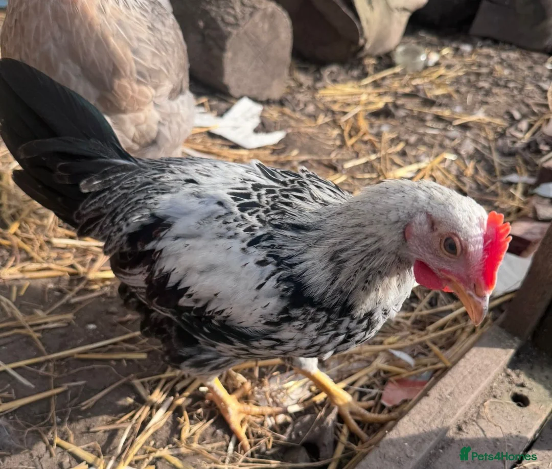 Chickens poultry for sale: Friendly Cockerel for rehoming in Stockport - Advert 5