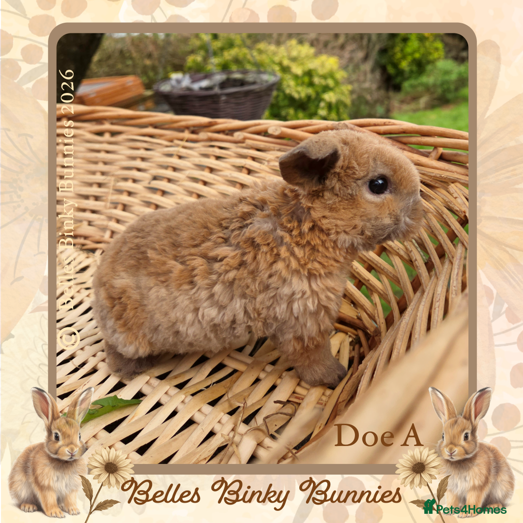 Mini Lop rabbits for sale: 🧡 Rare Stunning Plush Mini Lops 🧡 - Advert 28