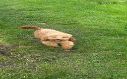 Toy Poodle dogs for sale: Beautiful KC registered Toy Poodles  - Image 10