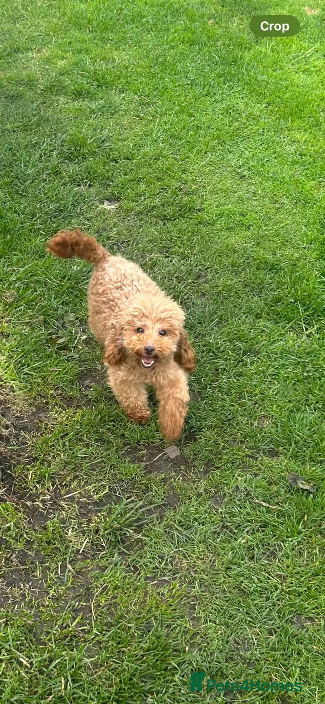 Toy Poodle dogs for sale: Beautiful KC registered Toy Poodles  - Image 10