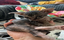 Sphynx cats for sale: Sphynx Kittens - Image 4