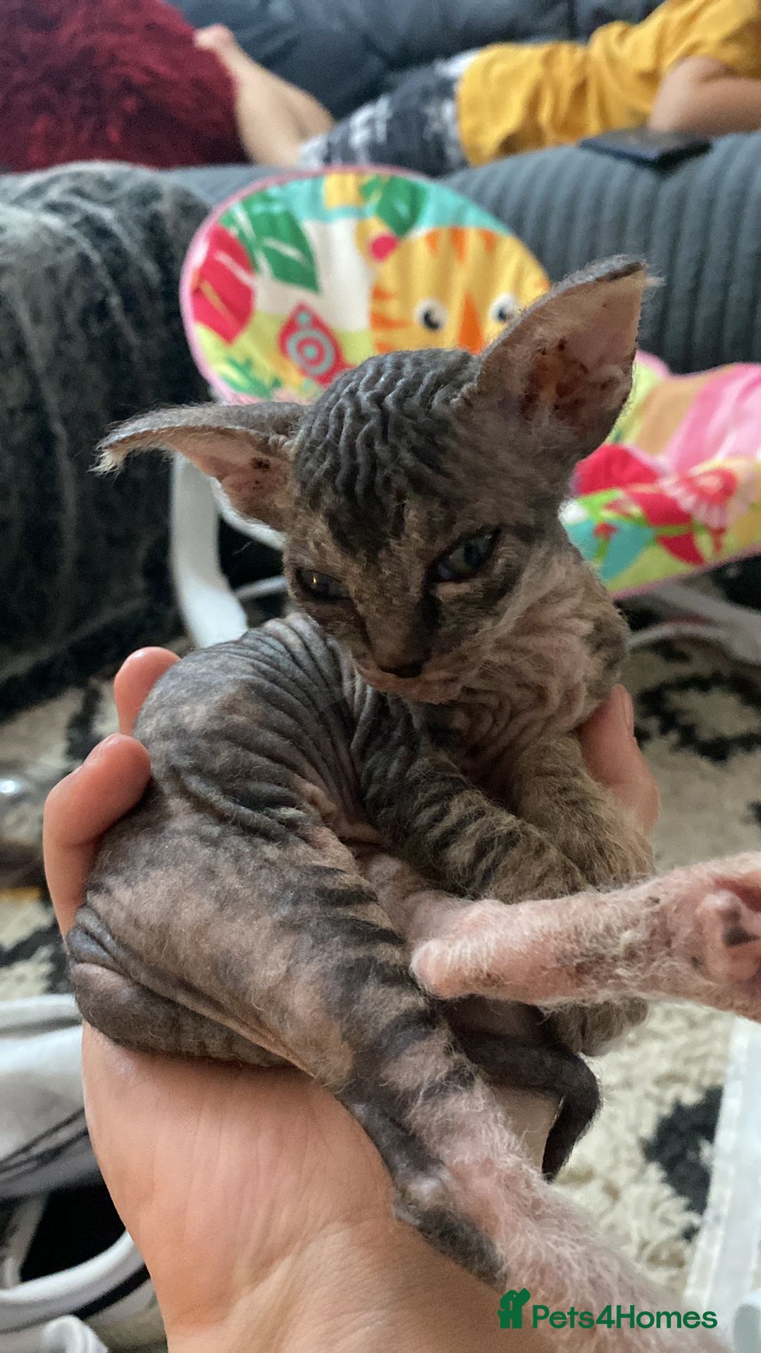 Sphynx cats for sale: Sphynx Kittens - Image 4