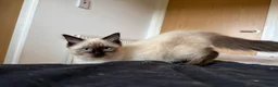 Ragdoll cats for sale: Ragdoll Kittens for Sale - Advert 18