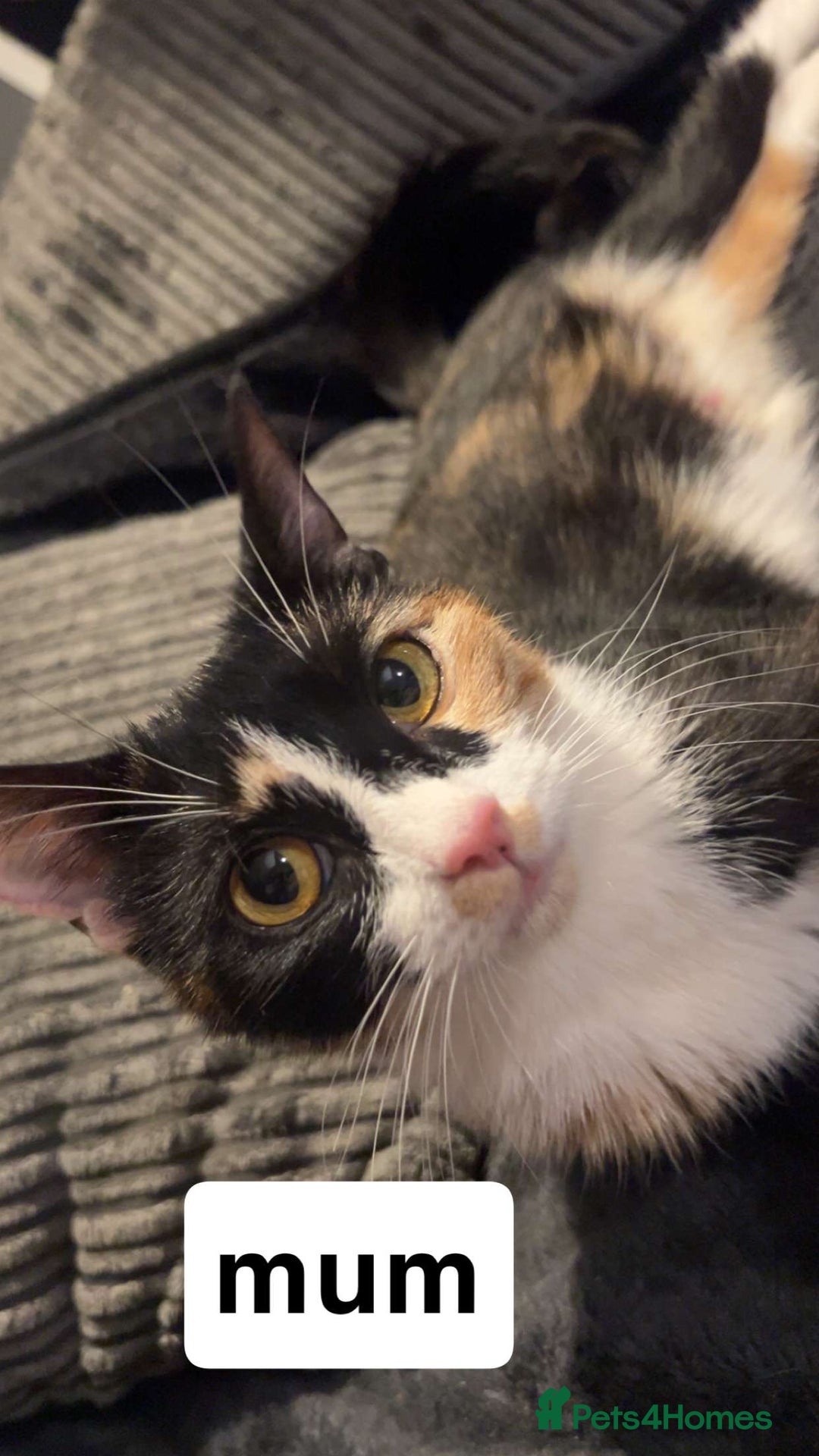Domestic Shorthair cats for sale: 2 female kittens for sale - Image 4