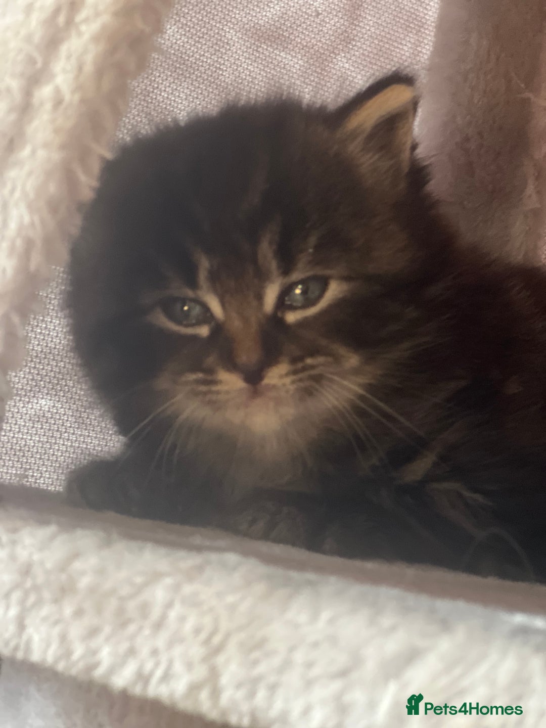 Maine Coon cats for sale: Big boy Maine coon kitten cross  - Advert 9