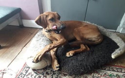 Mixed Breed dogs for adoption: Sweet Lily 5 months old Seguigio Cross - Image 4