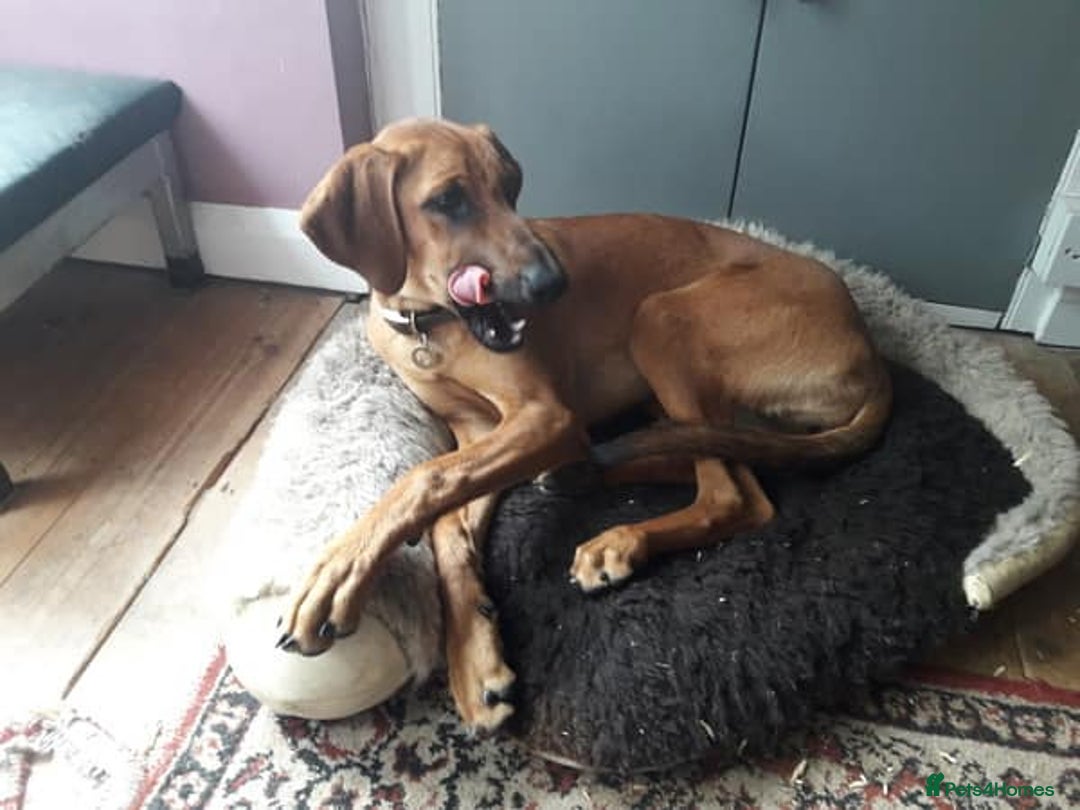 Mixed Breed dogs for adoption: Sweet Lily 5 months old Seguigio Cross - Image 4